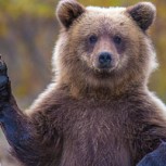 Un oso entró a una casa y no dudó en adueñarse del refrigerador: Este es el video
