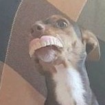 Una perrita le robó la dentadura postiza a una abuelita y las fotos enloquecieron a todos en redes sociales