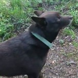 Tres perros fingieron ser estatuas ante un turista que no lo podía creer: Genial video