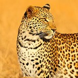 ¿Puedes encontrar el leopardo camuflado? Este desafío tiene de cabeza a muchos y varios se han rendido