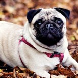 Dos pugs tocan impacientes la bocina del auto de su dueño luego de que este se demorara en volver