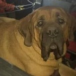 Floyd: El perro con sobrepeso que tuvo que ser rescatado por 7 personas porque se cansó