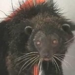 Este es el “gato osuno”: La extraña especie que parece la mezcla de un gato y un oso