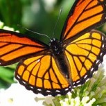 Una mariposa recibió increíble trasplante de alas y logró volar nuevamente: Se hizo con cinta adhesiva