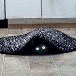 Espeluznantes fotografías de animales que seguramente darán escalofríos a quien las vea