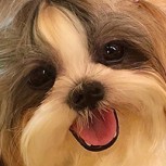 Perrita es fenómeno en Instagram porque duerme como los humanos: Pura ternura