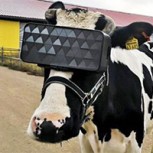 Vacas pastan en “campos imaginarios” en Rusia con gafas de realidad virtual
