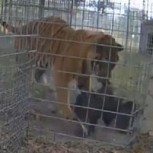 Video: Un buitre fingió su muerte para evitar ser devorado por un enorme tigre