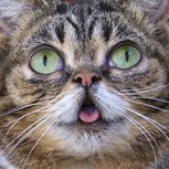 Murió la gatita más famosa de Instagram: Lil Bub tenía enanismo felino