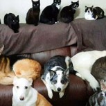 Una mujer logró que sus 17 mascotas posaran para una foto familiar: Una tarea realmente complicada