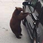 Video: Oso se subió a un auto por la puerta delantera como si fuera un humano