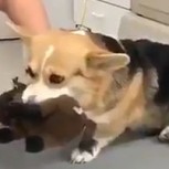 Un perrito fue al veterinario acompañado de su peluche favorito para calmar los nervios y se hizo viral