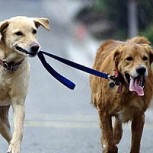 Dos perros salvan a una mujer de ser asaltada a mano armada: Cámara grabó su heroica acción