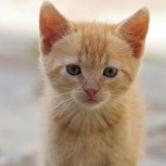 Una gatita callejera fue rescatada y este es su sorprendente antes y después