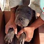Un niño entregó a su querida mascota en un refugio y explicó en una carta su dramática decisión