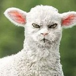 Una artista en photoshop pone caras de felinos a otros animales para crear criaturas de aspecto extraño