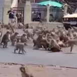 Coronavirus: Cientos de monos “invaden” una ciudad para pelear por comida ante ausencia de turistas que los alimenten