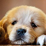 El video de la transformación de un perrito dejó a todos los usuarios de redes sociales impresionados