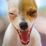Perrito se hizo el muerto y asustó a sus dueños: Lo encontraron rodeado de un líquido que parecía sangre