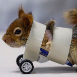 Fotografías de animales discapacitados demuestran su capacidad de salir adelante sin importar sus limitaciones físicas
