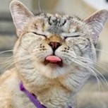 Estas son las mascotas “influencers” que ganan más dinero en Instagram: ¿Cuál es su gran atractivo?