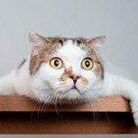Curioso rasgo de estos gatos causa sorpresa en Instagram entre sus miles de seguidores