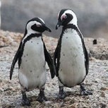 Fotos de pingüinos que se abrazan y consuelan conmueven a las redes sociales