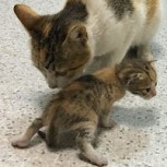 Una gatita llevó a su cachorro a una clínica para que le salven la vida: Esperó igual que un humano