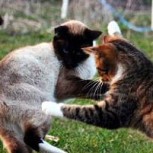 Periodista despacha en vivo con sus gatos peleando de fondo: Mira el divertido momento