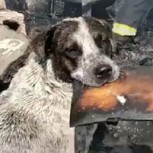 Un perrito fue grabado llorando entre las cenizas de su hogar luego que un incendio lo destruyera