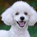 Abuela se hizo viral al compartir tiernas fotos de sus poodles gigantes con sus nietos