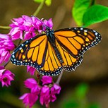 Ilusión óptica confunde a usuarios de Internet: No es una mariposa ¿Qué ves?