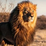 Turista vivió experiencia extrema con un León al intentar tocarlo durante un Safari