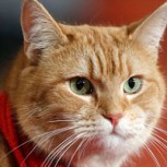 Muere “Bob”, el gato que inspiró y salvó de la adicción al escritor James Bowen