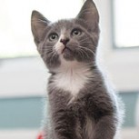 Nuevo reto viral desafía a encontrar un gato en un estante: ¿Cuánto tardas en verlo?