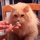 Gato probó el helado por primera vez: Video muestra su extraña y divertida reacción