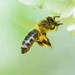 Nuevo reto desafía a usuarios de Internet a encontrar una abeja en menos de 63 segundos ¿Puedes?