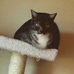 Estas fotos muestran cómo los gatos desafían las leyes de la física ¡Por eso tienen nueve vidas!