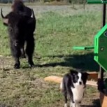 Perrita conquistó las redes con su reacción frente a un búfalo gigante: Mira el video