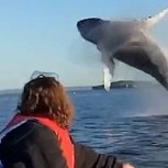 Paseo familiar fue interrumpido por la increíble aparición de dos ballenas jorobadas