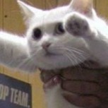 Murió el famoso “Gato largo” en Japón: Ícono de los memes del año 2000