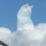 La fotografía del “Dios” gato es protagonista de divertidos memes: Mira los mejores