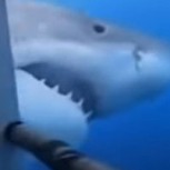 ¡Gran susto! Turistas tuvieron cara a cara con violento tiburón blanco que intentó romper su jaula