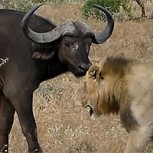 Turistas viven gran susto al ser involucrados en mortal pelea entre manda de leones y un búfalo