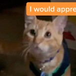 Un gato que sabe “hablar” es famoso en TikTok por maldecir a sus dueños