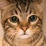 La increíble cara de un gato mientras ve a su dueño acariciar a otro felino sacó carcajadas en TikTok