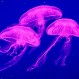 Irresponsable actitud: Influencer comparte video jugando con medusa venenosa generando críticas de sus seguidores