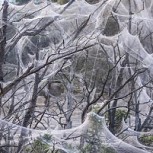 Descubren enorme manto de telarañas en Australia: Mira las increíbles fotos