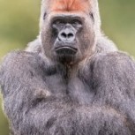 Gorilas se viralizan en TikTok por su impensada reacción frente a la “visita” de una serpiente en su jaula