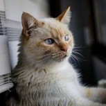 Un gato es encontrado sano y salvo tras 52 días abandonado en una vivienda rematada